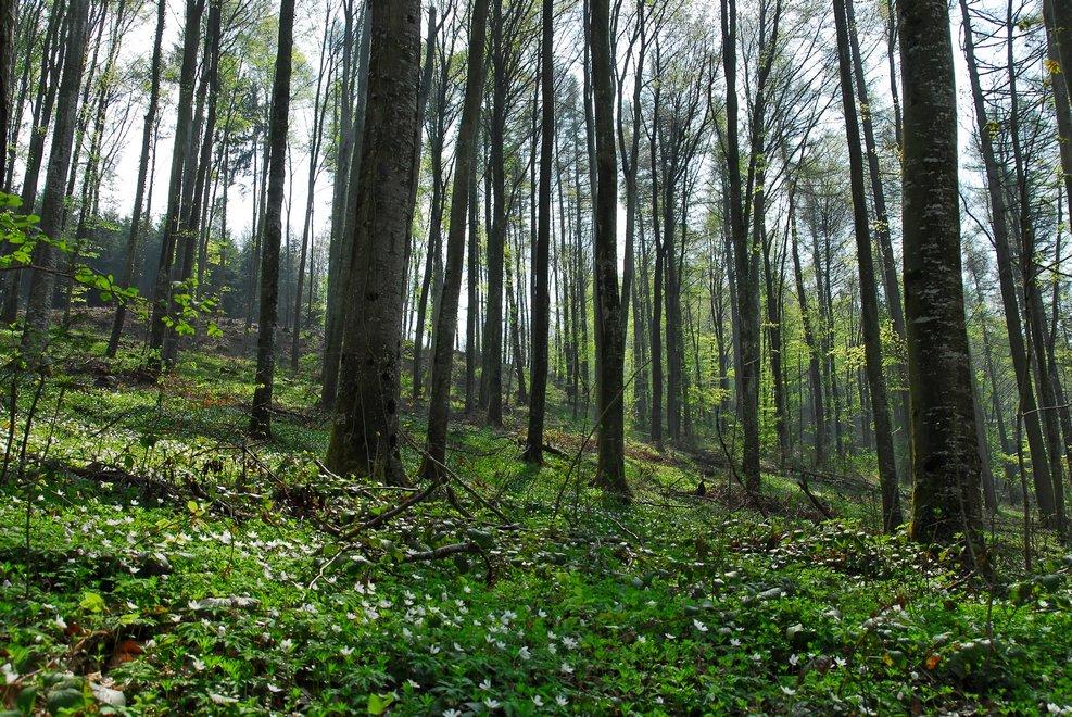 Plaquette forestière — Wikipédia