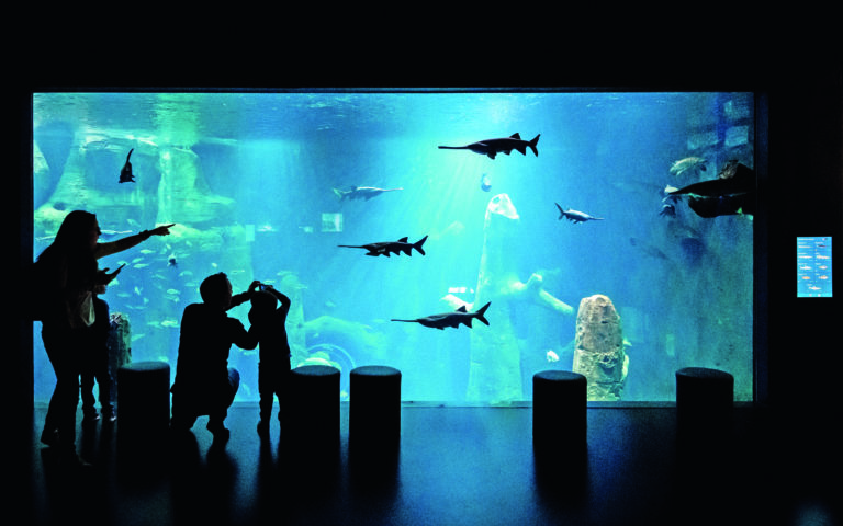 🆕 AQUATIS: l'aquarium-vivarium vu par les enfants